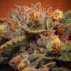California Orange Strain