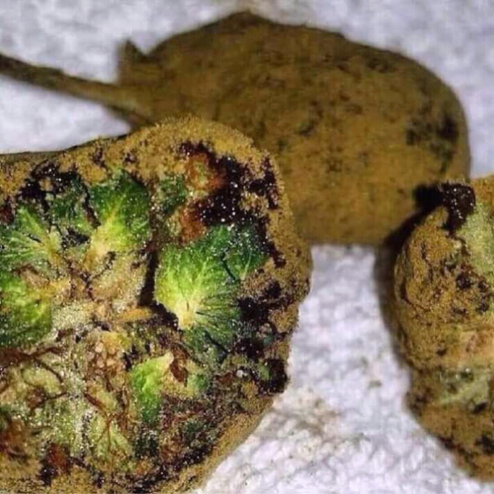 Moonrock and moonrock flower