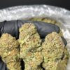 Girl Scout Cookies strain