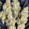 Mendocino purps Strain