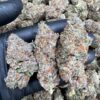 Blueberry strain