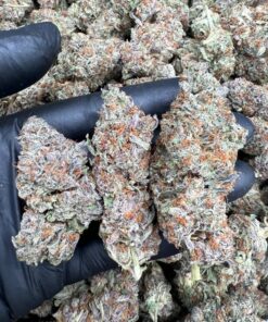 Blueberry strain