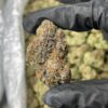 Black Domina [ 30grams ]