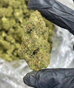 Master kush strain
