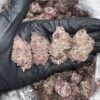 Black Russian  Strain