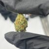 OG KUSH  STRAIN