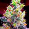 Rainbow kush strain