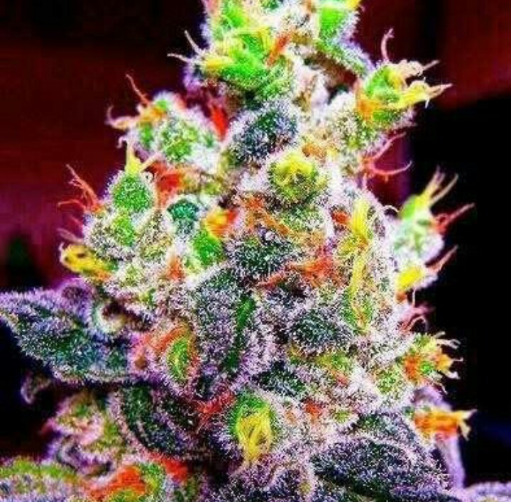 Hybrid Strains