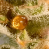 Pinkman Goo [ 30grams ]