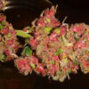Panama-sedema Red Strain
